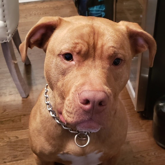 Meet your Posher, Frank - Picture 1 of 1